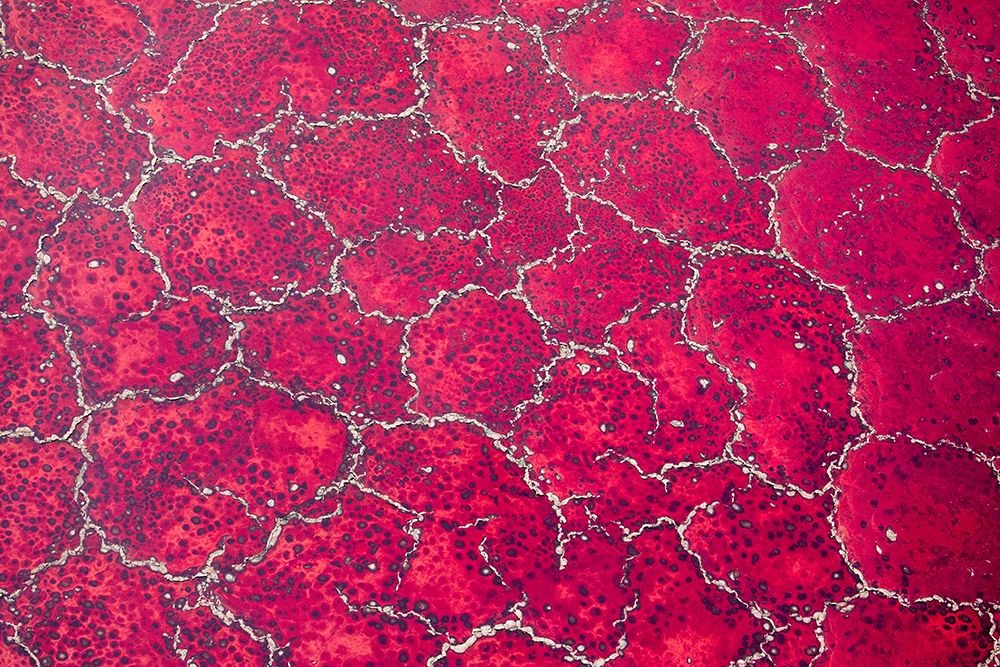 Africa-Tanzania-Aerial view of patterns of red algae and salt formations in shallow salt waters art print by Paul Souders for $57.95 CAD